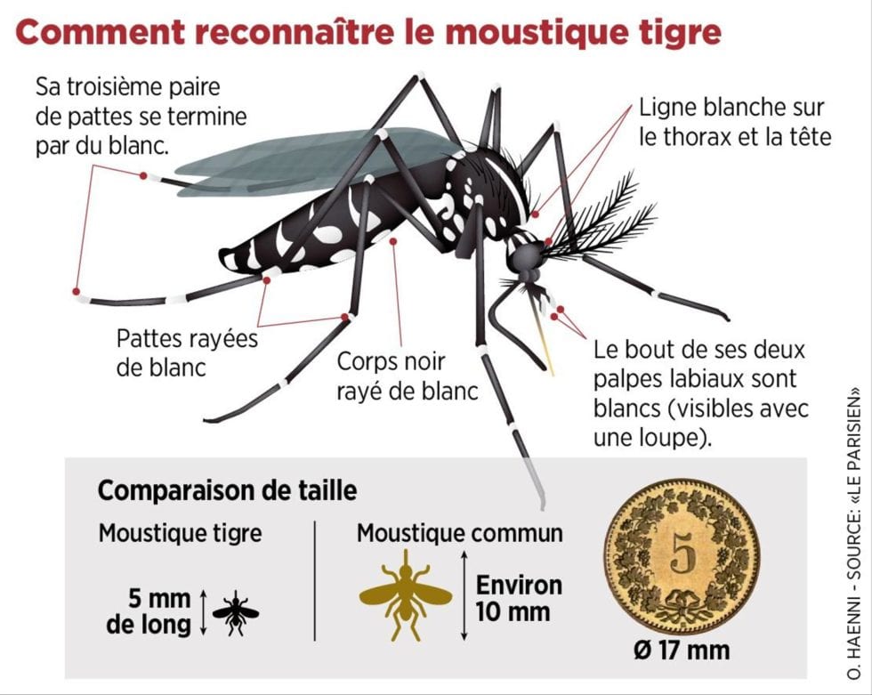 Moustiques Tigre Commune De Saint Martial De Nabirat Officiel